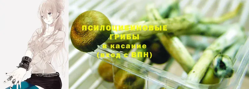 продажа наркотиков  Аркадак  Галлюциногенные грибы MAGIC MUSHROOMS 